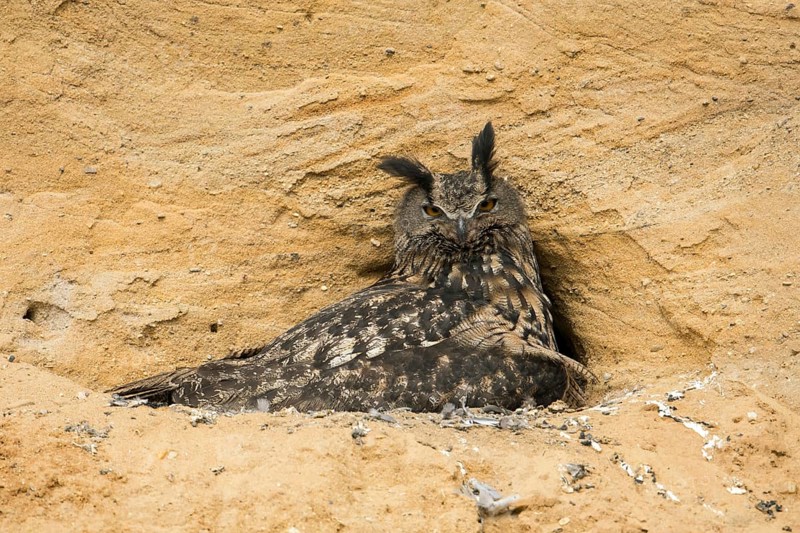 A suspicious look... European Eagle Owl (Bubo bubo), female at breeding site in a sand pit, warming young birds under her wing, typical substitute habitat, native nature, Rhineland, Lower Rhine, North Rhine-Westphalia, Germany, Western Europe