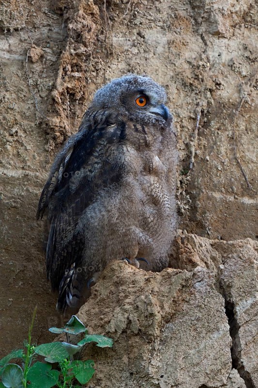 Young bird... European Eagle Owl (Bubo bubo) in moult, young owl almost motionless, sitting in a sand pit with alert, red-orange glowing eyes, typical substitute habitat, hoping for feeding by adult birds, wildlife, native nature, Rhineland, Lower Rhine, North Rhine-Westphalia, Germany, Western Europe