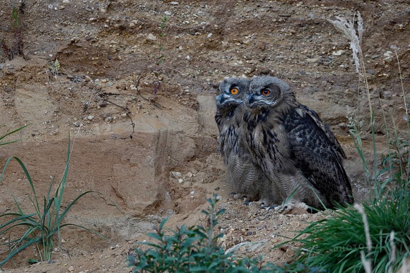 Siblings... European eagle owl (Bubo bubo) in a sand pit, typical substitute habitat, two older young birds watch the action with wide eyes, wildlife, Germany, native nature, Rhineland, Lower Rhine, North Rhine-Westphalia, Western Europe