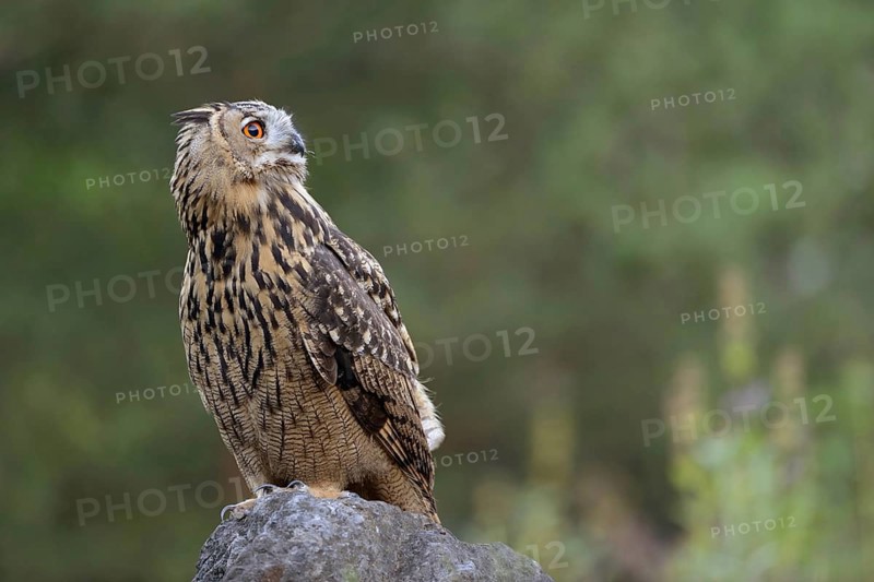 Looking into the distance... European Eagle Owl (Bubo bubo), largest native owl sits on a boulder, has something in view, razor-sharp, needle-sharp claws, shining eyes, detailed photo, native nature, North Rhine-Westphalia, Sauerland, Bergisches Land, Germany, Western Europe