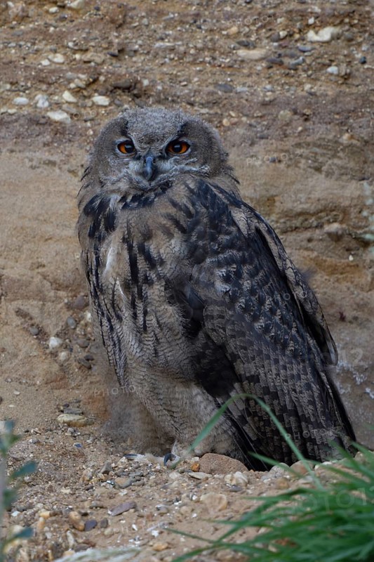 Young eagle owl... European Eagle Owl (Bubo bubo), young bird in almost complete moult, young owl in a sand pit, typical substitute habitat, wildlife, native nature, Rhineland, Lower Rhine, North Rhine-Westphalia, Germany, Western Europe