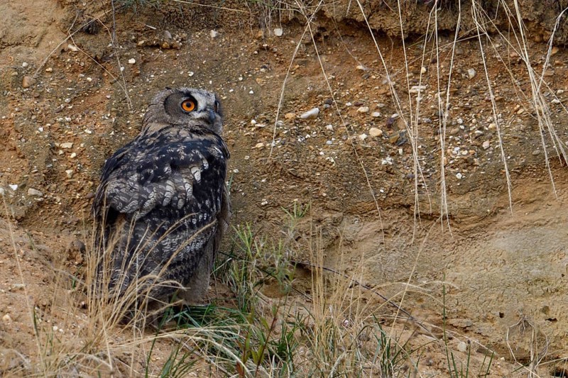 Sand pit habitat... European eagle owl (Bubo bubo), fledged young bird, young owl, hides in the slope of the pit during the day, hardly noticeable there due to its strongly patterned plumage, wildlife, native nature, Rhineland, Lower Rhine, North Rhine-Westphalia, Germany, Western Europe