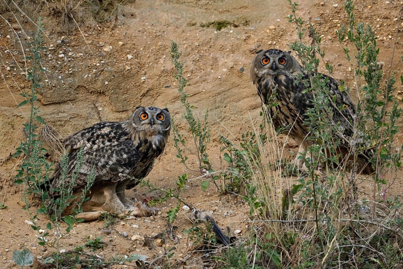 Surprised looks... European eagle owl (Bubo bubo), two young eagle owls, young owls, fledged young birds have a piece of prey, hare run, look with big eyes directly into the camera, wildlife, native nature, Rhineland, Lower Rhine, North Rhine-Westphalia, Germany, Western Europe