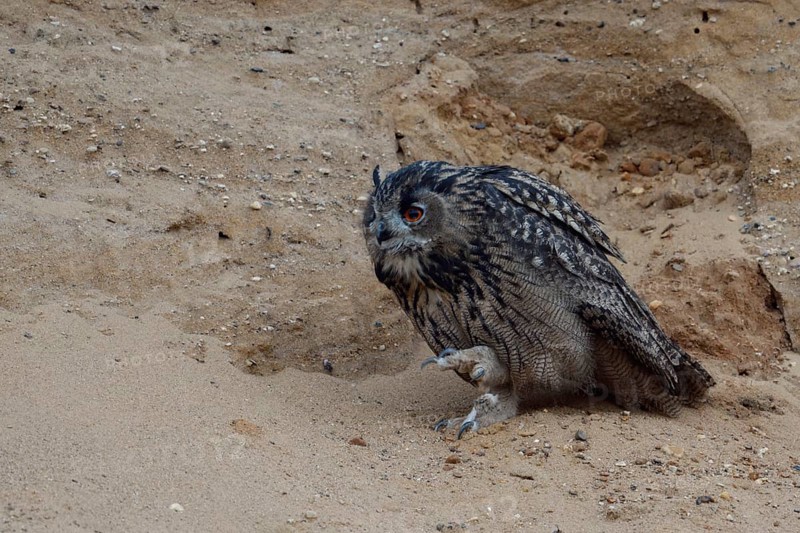 Schmidtchen Schleicher... European Eagle Owl (Bubo bubo), already fledged young bird is on foot in a sand pit, exploring closer surroundings, funny picture, wildlife, native nature, Rhineland, Lower Rhine, North Rhine-Westphalia, Germany, Western Europe
