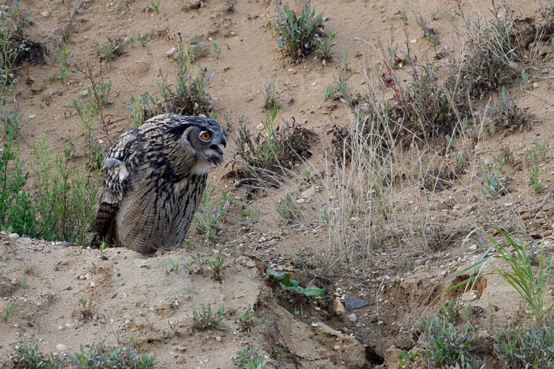European eagle owl (Bubo bubo), fledged young bird, sitting on a small hill in a sand pit where the eagle owls have made their habitat, in typical surroundings, calling, begging for food, feeding by the adult birds, wildlife, native nature, Rhineland, Lower Rhine, North Rhine-Westphalia, Germany, Western Europe