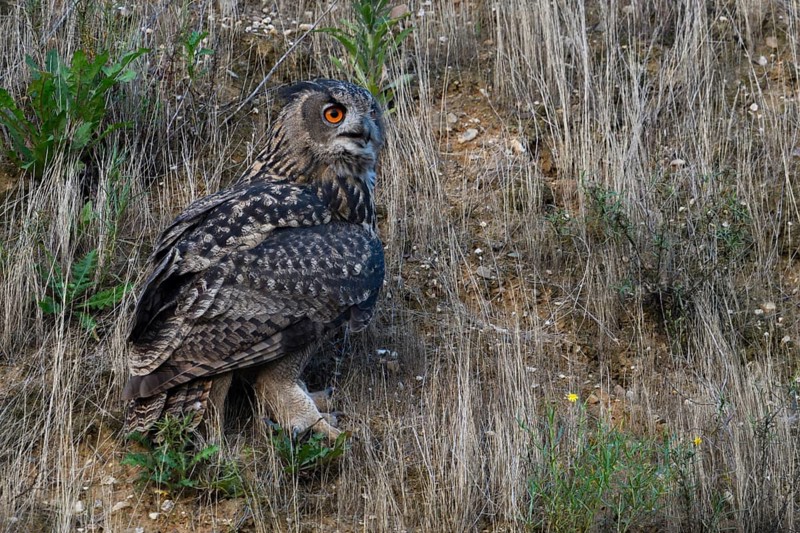 Cawing calls... European Eagle Owl (Bubo bubo), large owl sits between grasses on the slope of a gravel pit and calls, hardly noticeable due to its marbled plumage, well camouflaged, wildlife, native nature, Rhineland, Lower Rhine, North Rhine-Westphalia, Germany, Western Europe