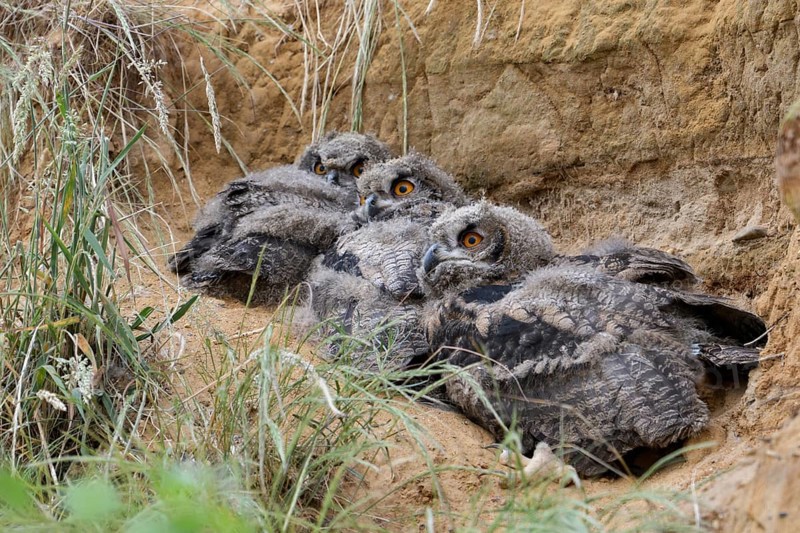 Roosting community... European eagle owl (Bubo bubo), young, not yet fledged owls lie together in their daytime hiding place in a sand hollow, warming each other, plumage is in moult, beak and claws already well developed, series animal children, funny picture, wildlife, native nature, Rhineland, Lower Rhine, North Rhine-Westphalia, Germany, Western Europe