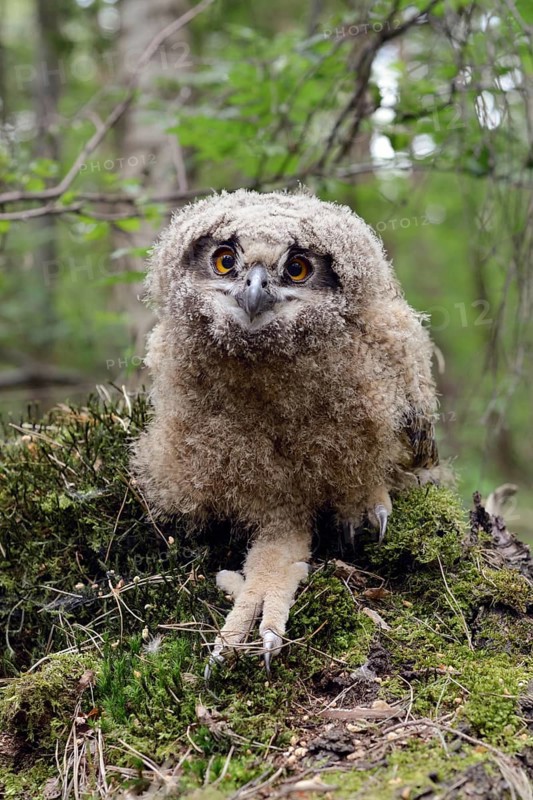 Young owl... European eagle owl (Bubo bubo), young bird, young eagle owl, eagle owl chick, not yet fledged eaglet has left its nest, perches on the ground in the forest, normal behaviour, series animal children, funny picture, picture taken during ringing, wildlife, native nature, Rhineland, Lower Rhine, North Rhine-Westphalia, Germany, Western Europe