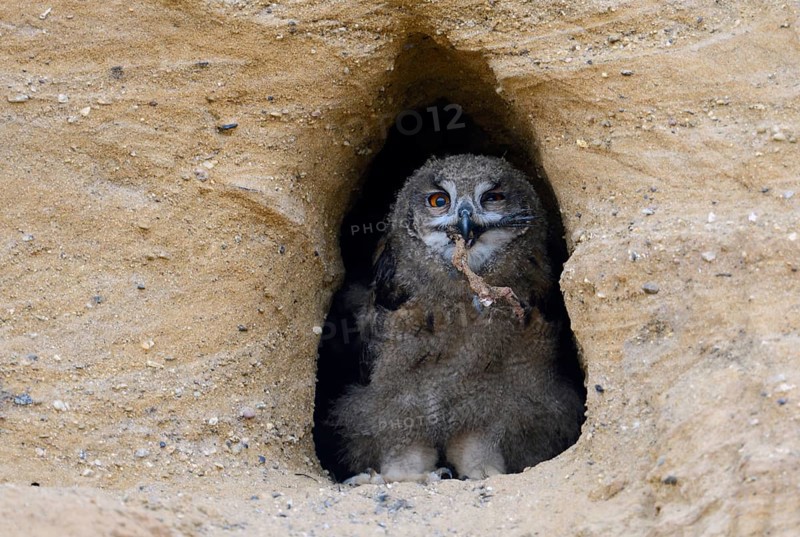 Rascal... European eagle owl (Bubo bubo), young owl sits in the entrance of the nesting cave, holds the claw, remains of a crow in the beak, looks mischievously into the camera, seems to wink at the photographer, funny picture, series animal children, wildlife, native nature, Rhineland, Lower Rhine, North Rhine-Westphalia, Germany, Western Europe