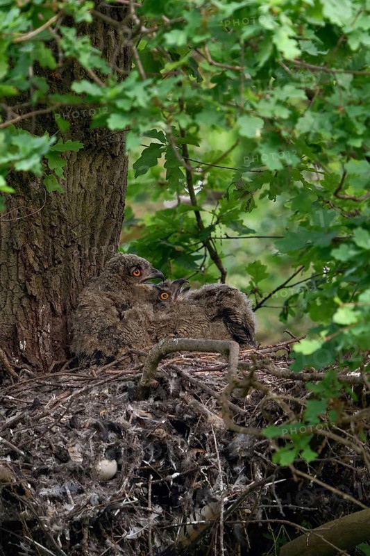 Temperature equalisation... European Eagle Owl (Bubo bubo), young birds panting on a warm summer day in their nest on a tree, a mighty oak in the forest, hawk nest in the forest, typical behaviour, wildlife, native nature, Rhineland, Lower Rhine, North Rhine-Westphalia, Germany, Western Europe