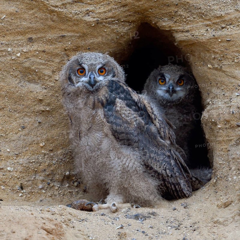 Two pairs of eyes... European Eagle Owl (Bubo bubo), native owls, two half-strong young birds in moulting at the entrance to their breeding den in a sand pit look directly into the camera, wildlife, native nature, Rhineland, Lower Rhine, North Rhine-Westphalia, Germany, Western Europe