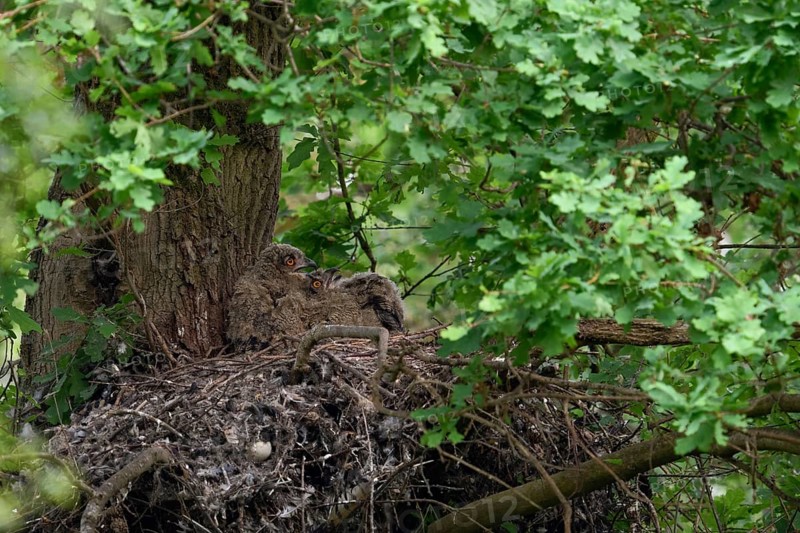 Temperature equalisation... European Eagle Owl (Bubo bubo), young birds panting on a warm summer day in their nest on an old hawk's nest on a tree, in a mighty oak in the forest, typical behaviour, wildlife, native nature, Rhineland, Lower Rhine, North Rhine-Westphalia, Germany, Western Europe