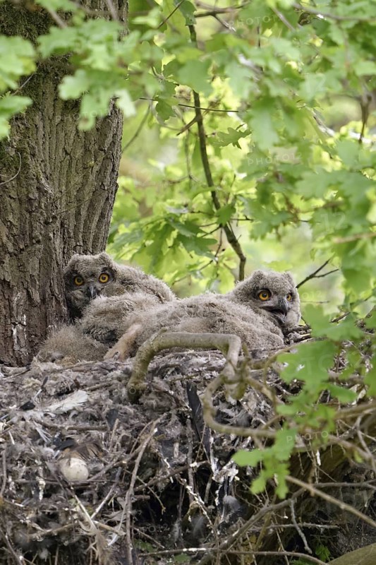 In the middle of the forest... European eagle owl (Bubo bubo) as a tree breeder, eagle owl offspring, nestlings, young birds, four chicks in the nest on an old hawk nest on a tree, in a mighty oak, wildlife, native nature, Rhineland, Lower Rhine, North Rhine-Westphalia, Germany, Western Europe