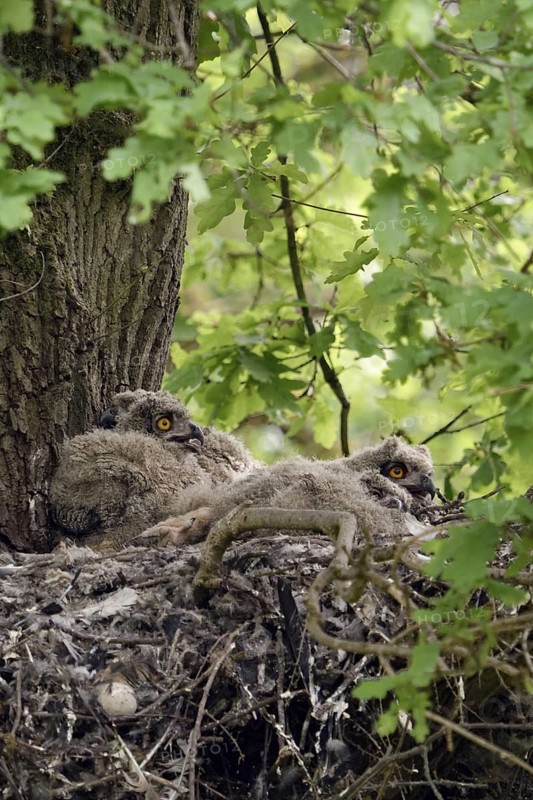 In the middle of the forest... European eagle owl (Bubo bubo) as a tree breeder, eagle owl offspring, nestlings, young birds, four chicks in the nest on a former hawk nest on a tree, in a mighty oak, wildlife, native nature, Rhineland, Lower Rhine, North Rhine-Westphalia, Germany, Western Europe