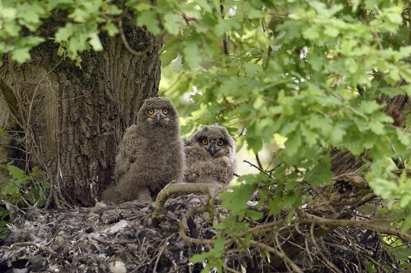 A moment of attention... European eagle owl (Bubo bubo), two young eagle owls, nestlings on their nest (old hawk nest), wildlife, native nature, Rhineland, Lower Rhine, North Rhine-Westphalia, Germany, Western Europe
