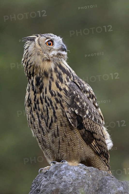 Looking into the distance... European Eagle Owl (Bubo bubo), largest native owl sits on a boulder, has something in view, razor-sharp, needle-sharp claws, shining eyes, detailed photo, native nature, North Rhine-Westphalia, Sauerland, Bergisches Land, Germany, Western Europe
