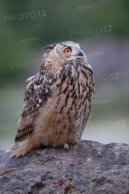 A look 'up to the sky... European Eagle Owl (Bubo bubo), our largest native owl sits on a rock in the late evening and looks up to the sky, detailed picture, natural pleasant colours, native nature, North Rhine-Westphalia, Sauerland, Bergisches Land, Germany, Western Europe