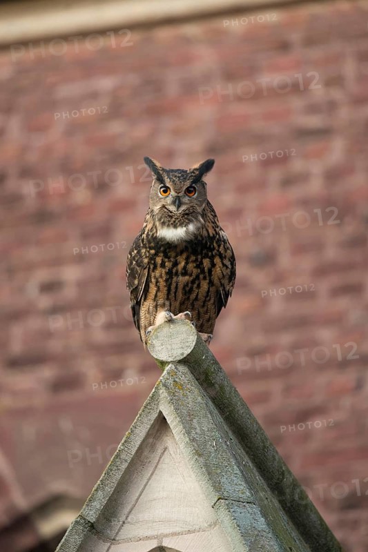 Adaptable cultural successor... European Eagle Owl (Bubo bubo), large native owl in the middle of the city on a church, eagle owls nest there in a nesting aid, feed here mainly on city pigeons and corvids, native nature, North Rhine-Westphalia, Rhineland, Lower Rhine, Germany, Western Europe