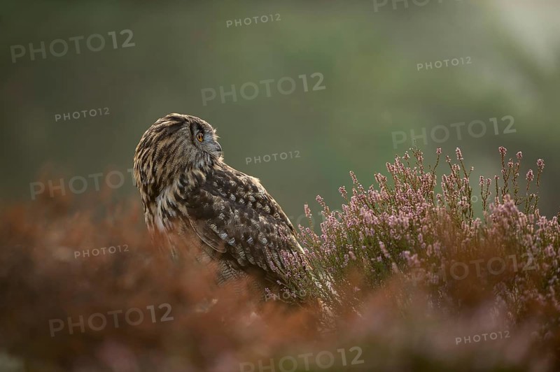 Between flowering heather... European Eagle Owl (Bubo bubo), owl on the ground, adult bird, looking around attentively, turning its head backwards, native nature, North Rhine-Westphalia, Sauerland, Bergisches Land, Germany, Western Europe