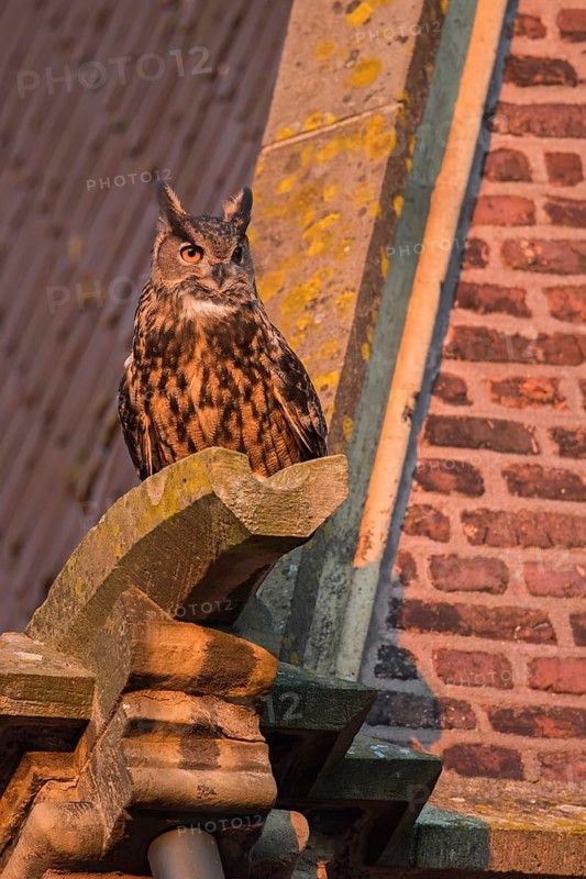 On the gargoyle of a church... European eagle owl (Bubo bubo), adult owl, adult bird becomes active at sunset, eagle owls are increasingly breeding as building breeders, also in the city, are very adaptable, cultural followers, native nature, North Rhine-Westphalia, Rhineland, Lower Rhine, Germany, Western Europe