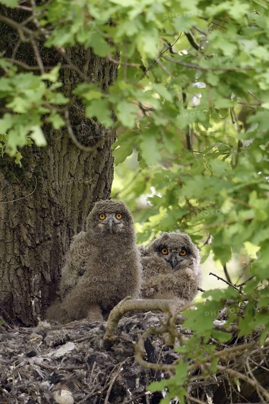 A moment of attention... European eagle owl (Bubo bubo), two young eagle owls, nestlings on their nest on a tree, a mighty oak in the forest, (old hawk nest), wildlife, native nature, Rhineland, Lower Rhine, North Rhine-Westphalia, Germany, Western Europe