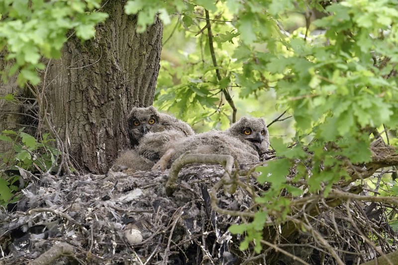 In the middle of the forest... European eagle owl (Bubo bubo) as a tree breeder, eagle owl offspring, nestlings, young birds, four chicks in the nest on a former hawk nest on a tree, in a mighty oak, wildlife, native nature, Rhineland, Lower Rhine, North Rhine-Westphalia, Germany, Western Europe