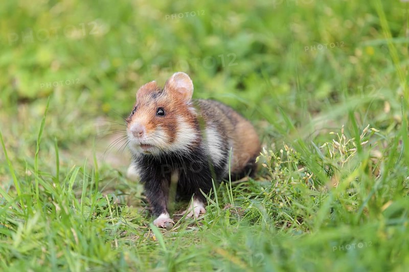 A European hamster (Cricetus cricetus) sits in a green meadow next to its burrow on a cloudy day