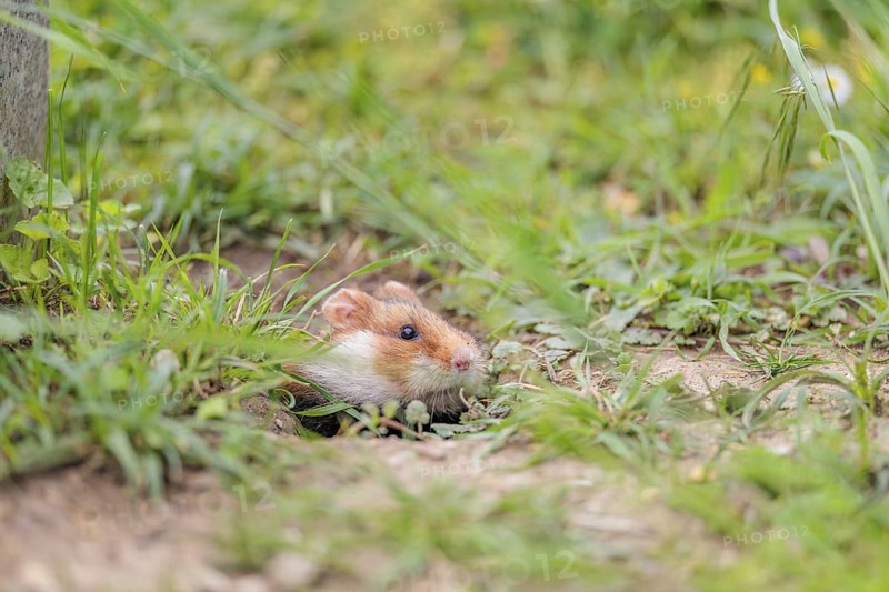 A European hamster (Cricetus cricetus) leaves his burrow