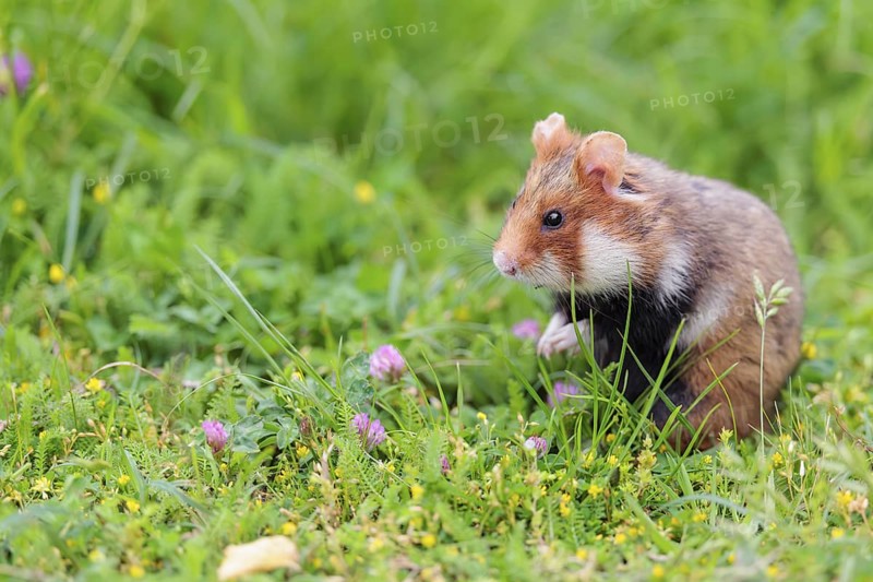 A European hamster (Cricetus cricetus) collects herbs, grass and daisies in a fresh green meadow