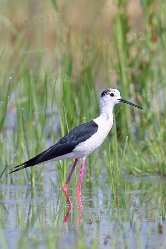 Stilt (Himantopus himantopus), adult bird standing in the reeds of the shore vegetation, wildlife, wader, animals, waterfowl, Lake Neusiedl National Park, Burgenland, Austria