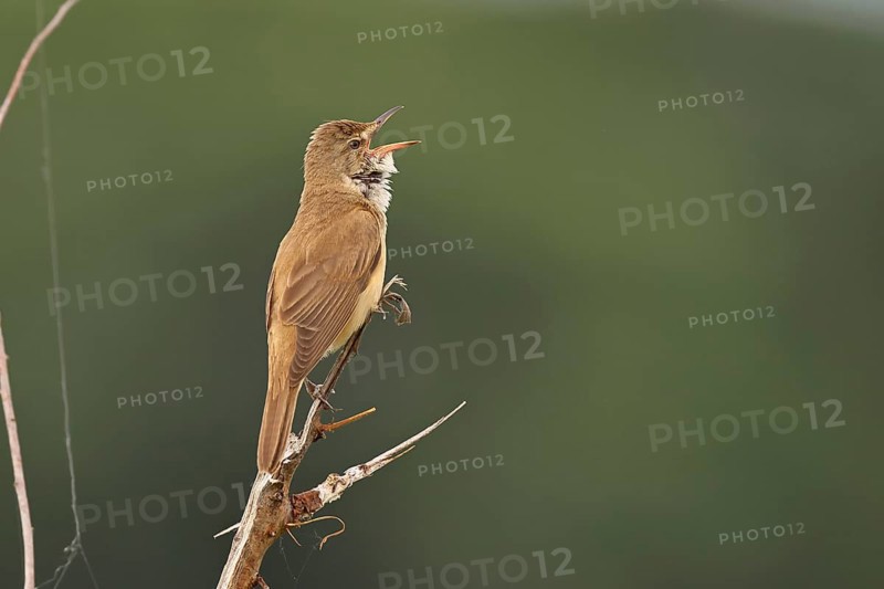 Great Reed Warbler (Acrocephalus arundinaceus), with open beak, singing, twittering, sitting on a twig, singing station, natural habitat, migratory bird, songbirds Lake Neusiedl, Burgenland, Austria