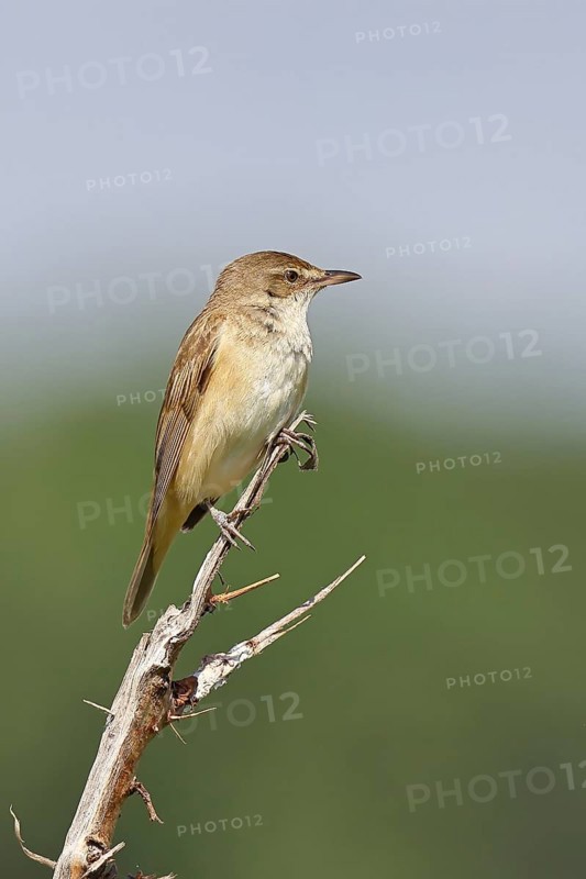 Great Reed Warbler (Acrocephalus arundinaceus), sitting on a twig, singing station, natural habitat, migratory bird, songbirds Lake Neusiedl, Burgenland, Austria