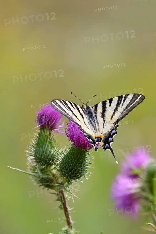 Sail butterfly (Iphiclides podalirius), on a flower of a thistle (Cirsium arvense), in a vineyard, close-up, Moselle valley, Cochem, Rhineland-Palatinate, Germany