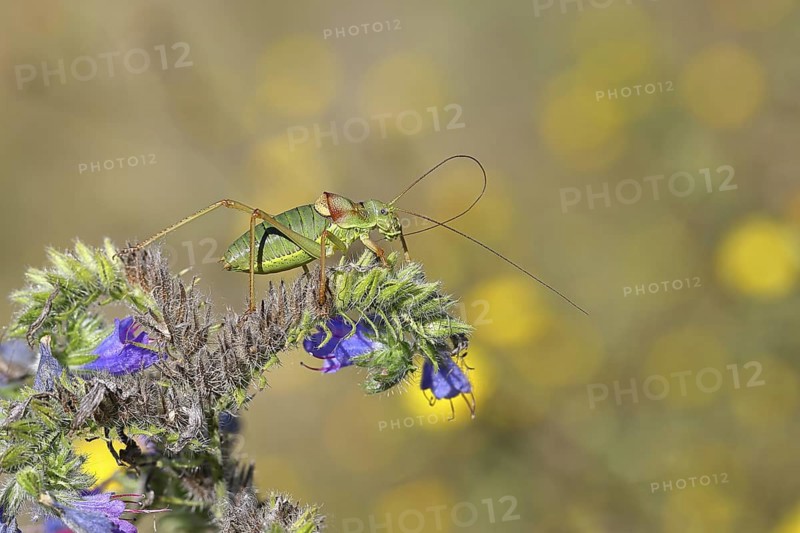 Steppe saddle grasshopper, steppe saddle grasshopper (Ephippiger ephippiger), male, on Viper's bugloss (Echium vulgare), with bokeh in the background, leafhoppers, long-fingered grasshoppers, Red List of Germany, specially protected species, critically endangered, Cochem, Moselle, Rhineland-Palatinate, Germany