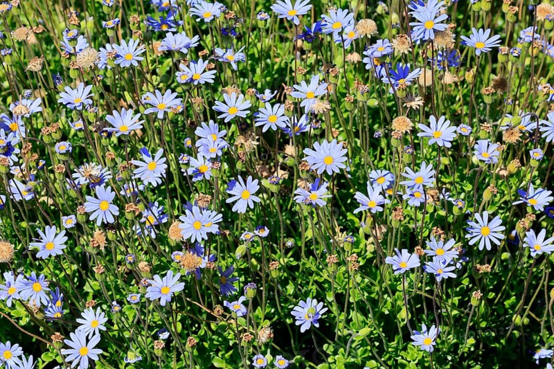Felicia aethiopica, capaster, flower, flowering, Kirstenbosch Botanical Gardens, Cape Town, South Africa