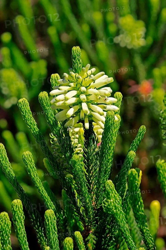 Erica sessiliflora, flower, flowering, Kirstenbosch Botanical Gardens, Cape Town, South Africa