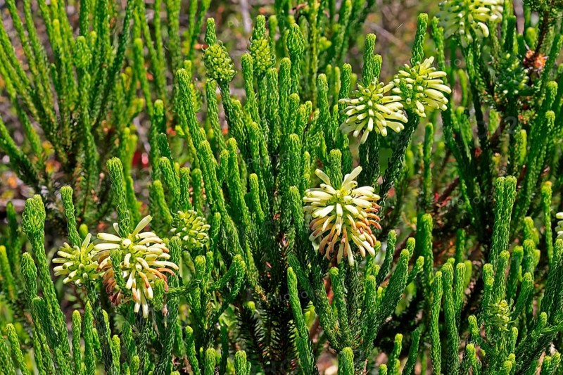 Erica sessiliflora, flower, flowering, Kirstenbosch Botanical Gardens, Cape Town, South Africa