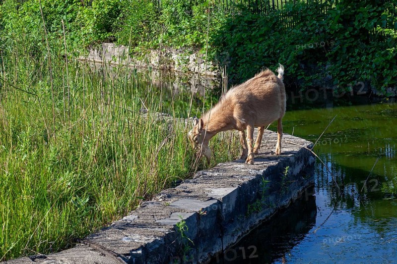 Detroit, Michigan - A flock of four goats is employed eating weeds and brush in the overgrown area next to the Nancy Brown Peace Carillon Tower in Belle Isle State Park