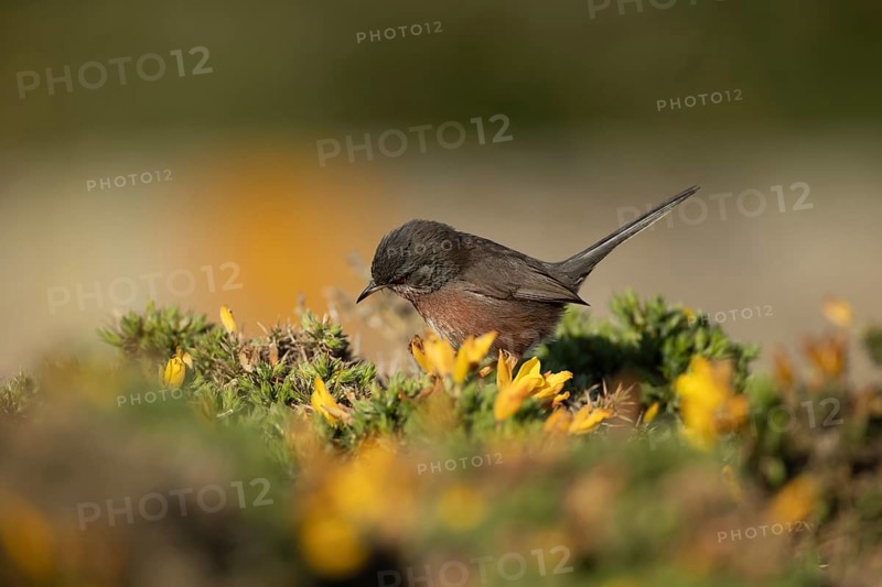 Dartford warbler (Sylvia undata) adult male bird on a Gorse bush branch, England, United Kingdom