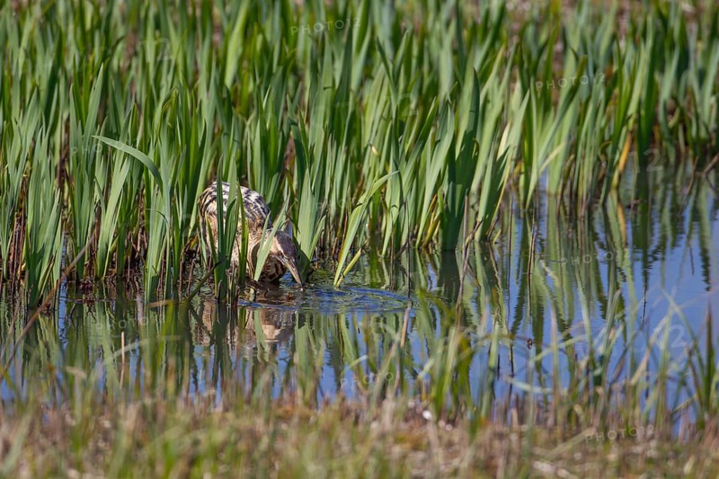 Graet bittern (Botaurus stellaris) adult bird catching a Stickleback fish in a reedbed, RSPB Minsmere nature reserve, Suffolk, England, United Kingdom