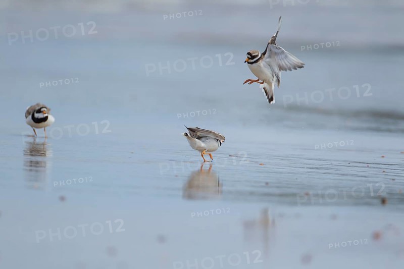 Ringed plover (Charadrius hiaticula) two adult birds fighting on a beach with another looking on, England, United Kingdom