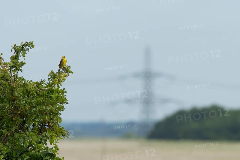 Yellowhammer (Emberiza citrinella) adult male bird singing from a Hawthorn (Crataegus monogyna) bush, England, United Kingdom