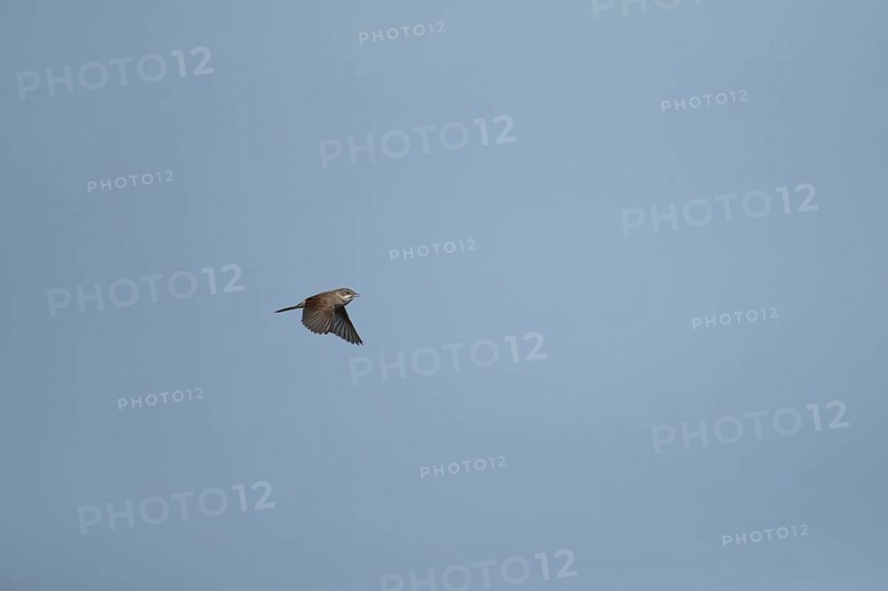 Whitethroat (Sylvia communis) adult bird singing in flight, England, United Kingdom