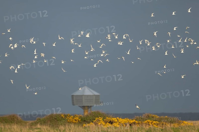 Sandwich tern (Thalasseus sandvicensis) adult birds in flight, RSPB Minsmere nature reserve, Suffolk, England, United Kingdom