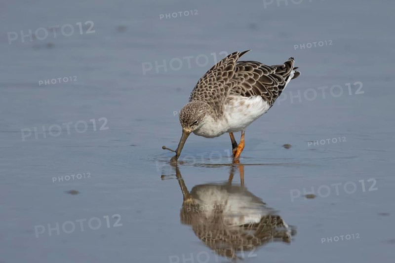 Ruff (Philomachus pugnax) adult wading bird in feeding in a shallow lagoon, England, United Kingdom