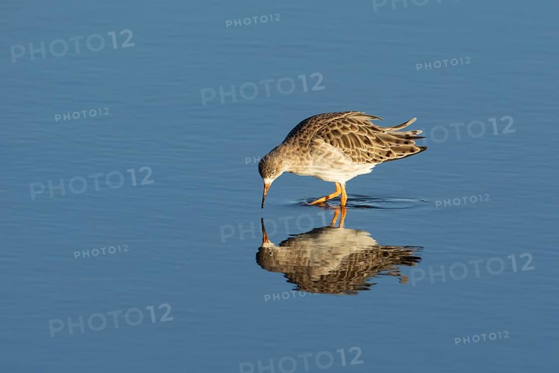 Ruff (Philomachus pugnax) adult wading bird in winter plumage feeding in a shallow lagoon, England, United Kingdom