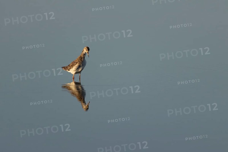 Ruff (Philomachus pugnax) adult wading bird in a shallow lagoon, England, United Kingdom