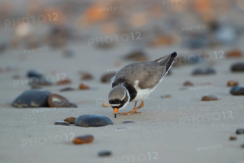 Ringed plover (Charadrius hiaticula) adult wading bird feeding on a beach, England, United Kingdom