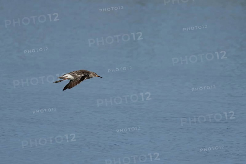 Ruff (Philomachus pugnax) adult wading bird flying over a lagoon, England, United Kingdom