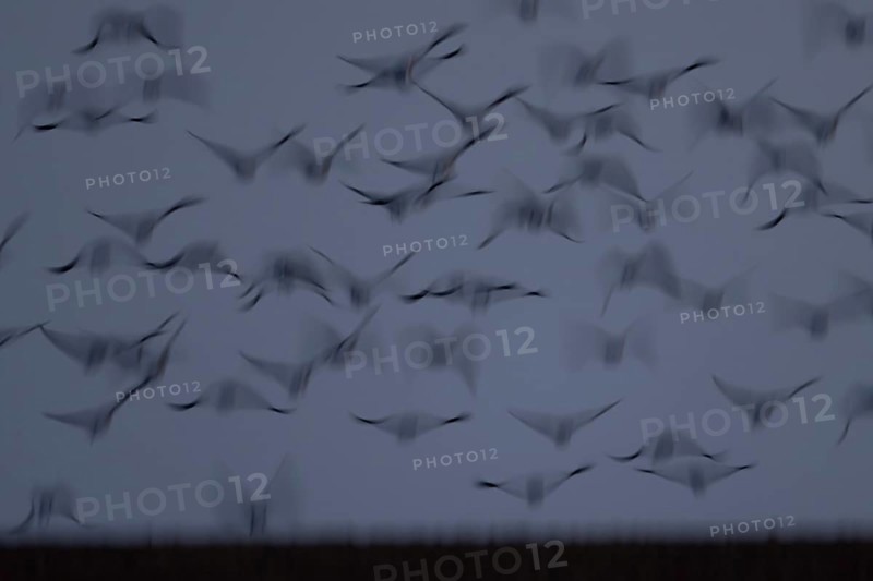 Pink-footed goose (Anser brachyrhynchus) motion blur image of adult geese birds taking off from a farmland field at dusk, Norfolk, England, United Kingdom